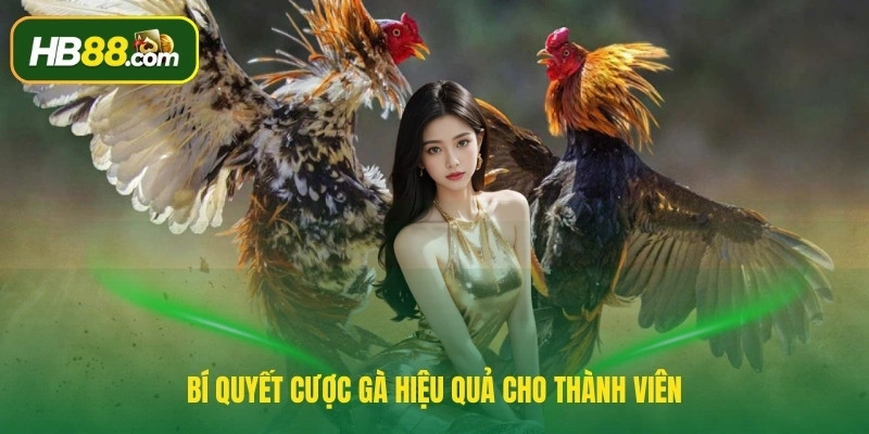 Bí quyết cược gà hiệu quả cho thành viên