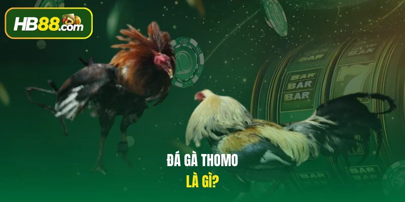 Đá gà Thomo là gì?