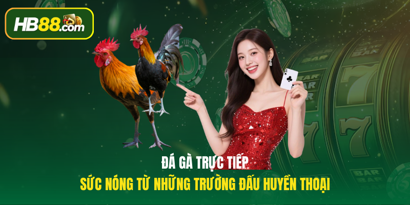 Đá gà trực tiếp - Sức nóng từ những trường đấu huyền thoại