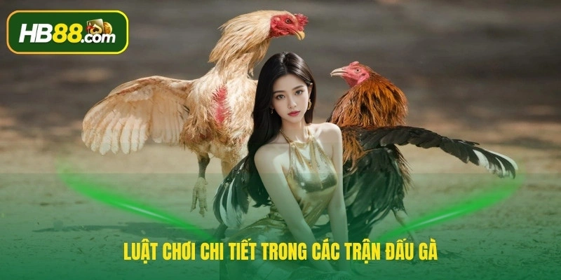 Luật chơi chi tiết trong các trận đấu gà