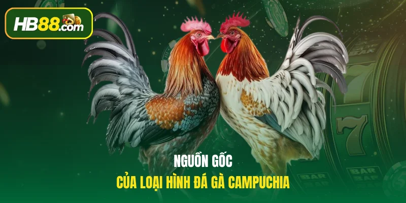 Nguồn gốc của loại hình đá gà Campuchia