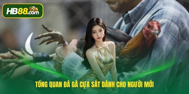 Tổng quan đá gà cựa sắt dành cho người mới